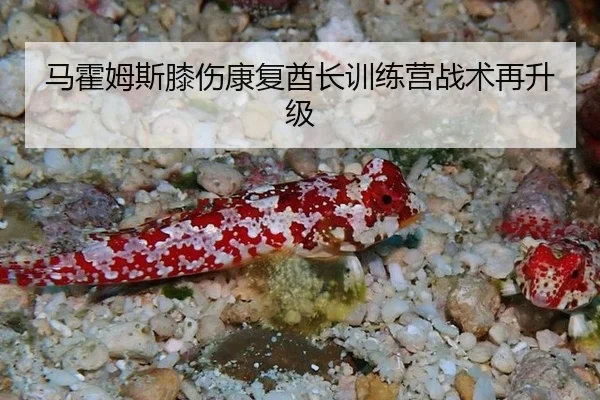 马霍姆斯膝伤康复酋长训练营战术再升级
